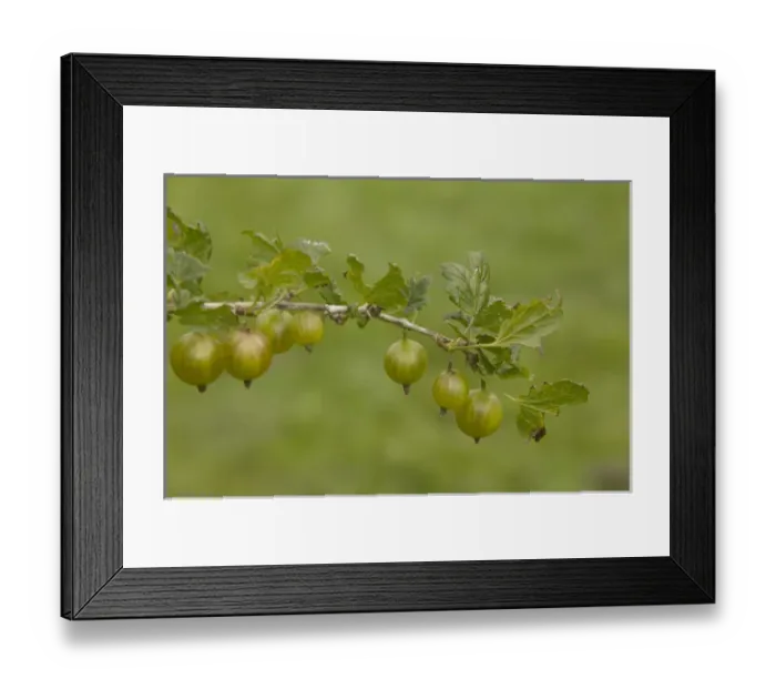 Framed Print : Norway, Island of Hydra, berries Framed Print : Norway, Island of Hydra, berries