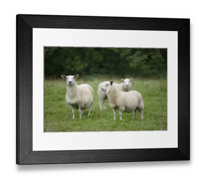 Framed Print : Sheep, Norway farm Framed Print : Sheep, Norway farm