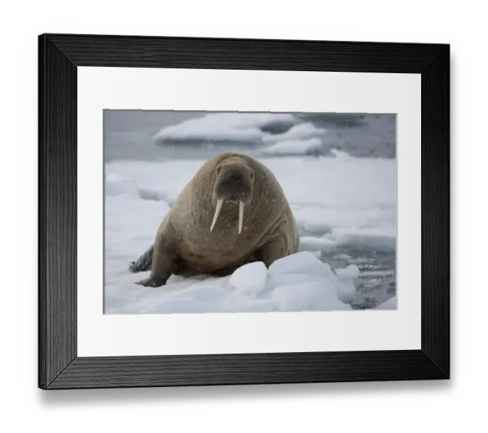 Framed Print : walrus (Odobenus rosmarus) on ice floe, June Framed Print : walrus (Odobenus rosmarus) on ice floe, June