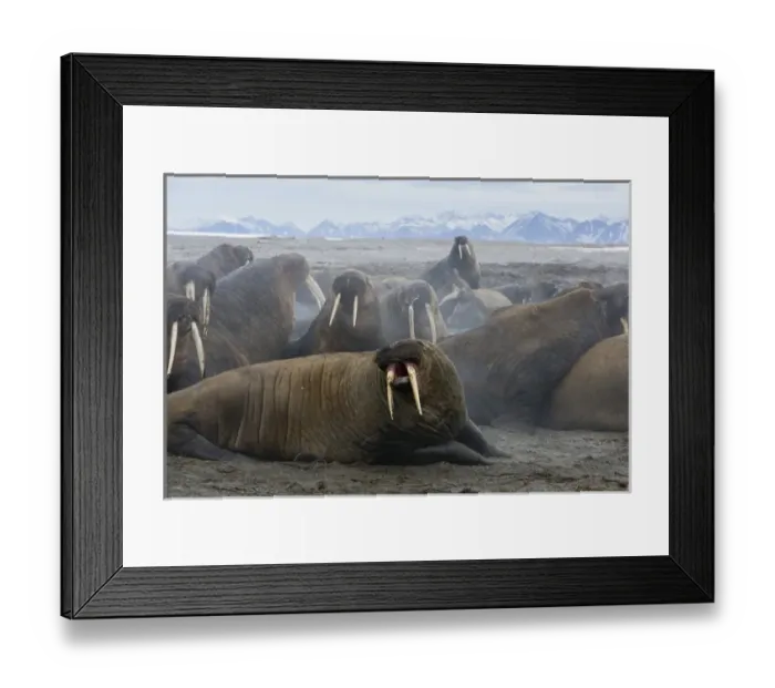Framed Print : walrus group (Odobenus rosmarus) on shore, excited after being disturbed by tourists Framed Print : walrus group (Odobenus rosmarus) on shore, excited after being disturbed by tourists