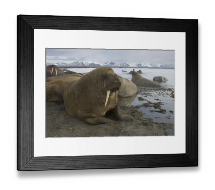 Framed Print : walruses on shore and in water (Odobenus rosmarus), June Framed Print : walruses on shore and in water (Odobenus rosmarus), June