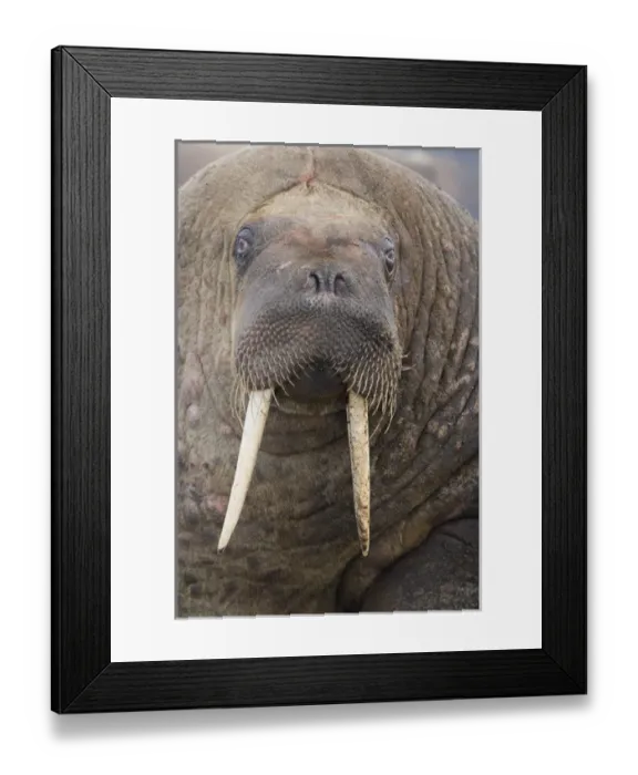 Framed Print : walrus (Odobenus rosmarus) close-up of head, June Framed Print : walrus (Odobenus rosmarus) close-up of head, June