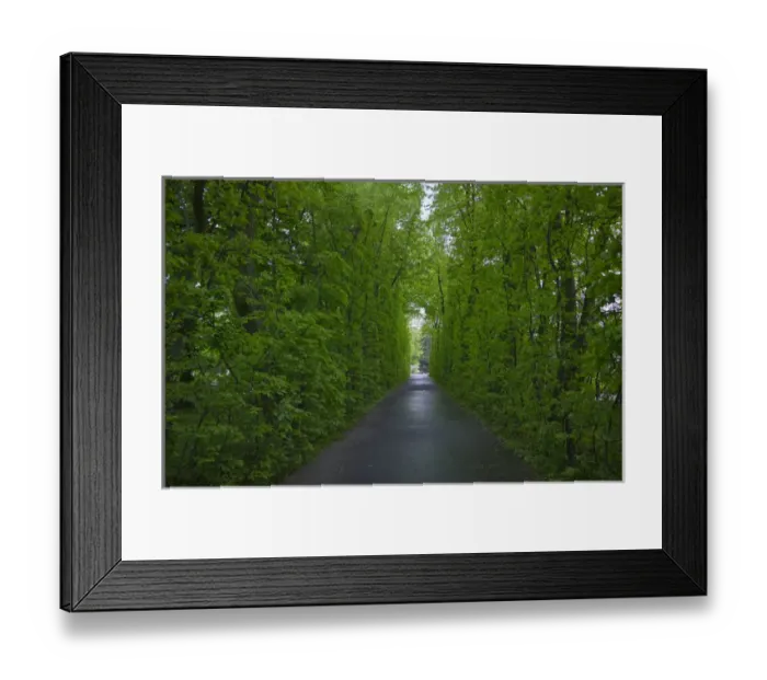Framed Print : Spring trees in Wilanow Park, Warsaw, Poland Framed Print : Spring trees in Wilanow Park, Warsaw, Poland