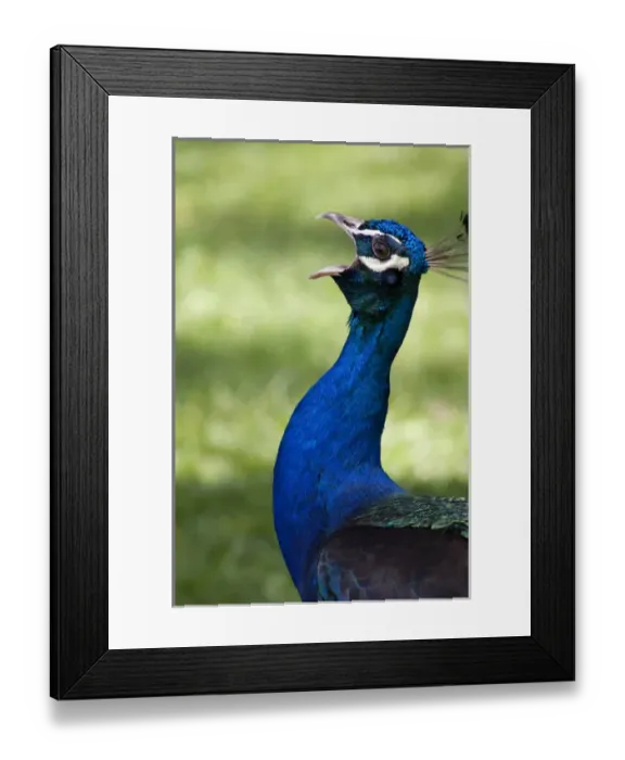 Framed Print : Portugal, Madeira Island, Funchal. Botanical Gardens (aka Jardim Botanico), founded in 1960