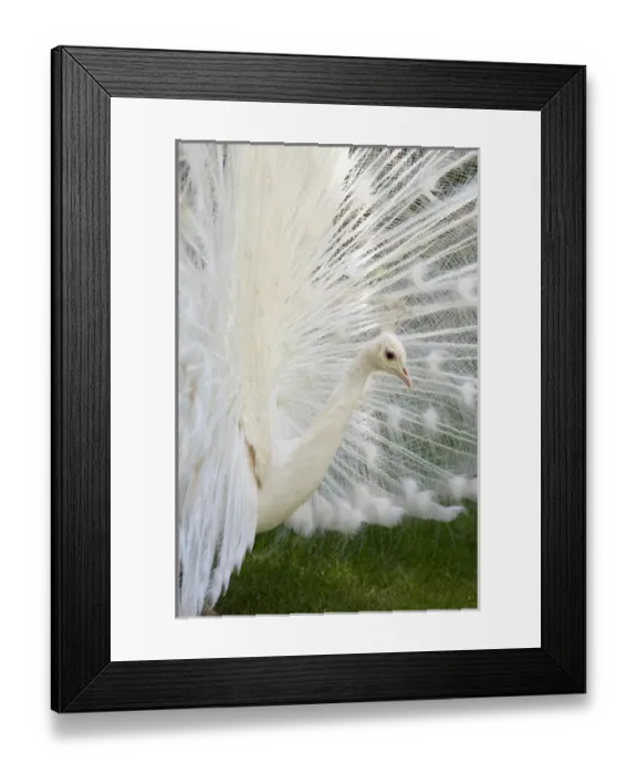 Framed Print : Portugal, Madeira Island, Funchal. Botanical Gardens (aka Jardim Botanico), founded in 1960