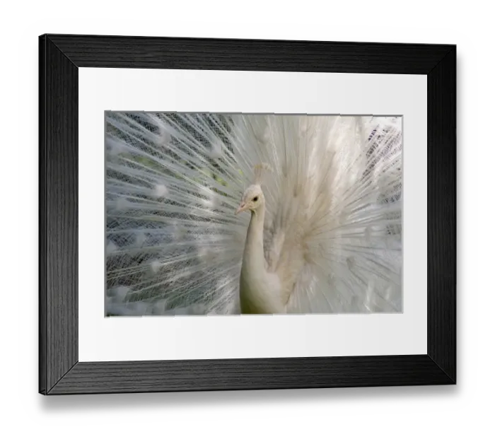Framed Print : Portugal, Madeira Island, Funchal. Botanical Gardens (aka Jardim Botanico), founded in 1960 Framed Print : Portugal, Madeira Island, Funchal. Botanical Gardens (aka Jardim Botanico), founded in 1960