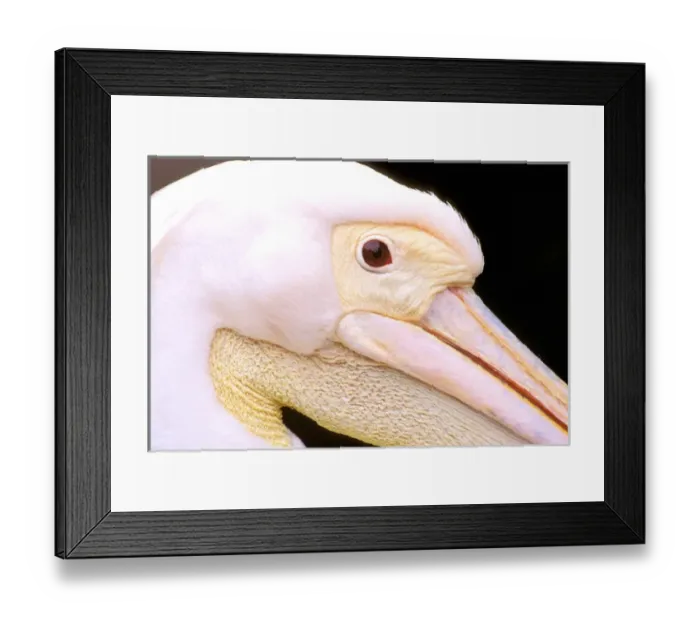 Framed Print : Europe, Romania, Delta Dunarii, Pink-Backed Pelican (Pelecanus Rufescens) Framed Print : Europe, Romania, Delta Dunarii, Pink-Backed Pelican (Pelecanus Rufescens)