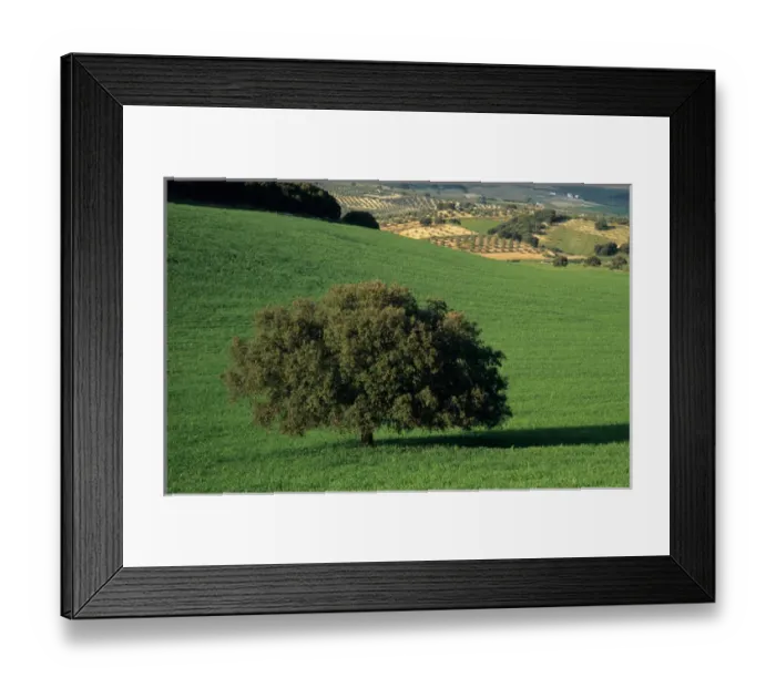 Framed Print : Oak tree, olive trees, wheat field, Granada Provence, Andalucia, Spain