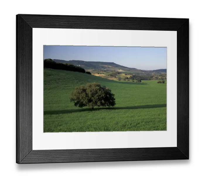 Framed Print : EU, Spain, Granada, Andalucia. Countryside of olive trees, oak tree, and wheat fields