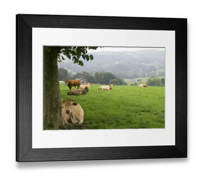 Framed Print : Cattle on rural farmland near the town of Solares, Cantabria, Spain Framed Print : Cattle on rural farmland near the town of Solares, Cantabria, Spain
