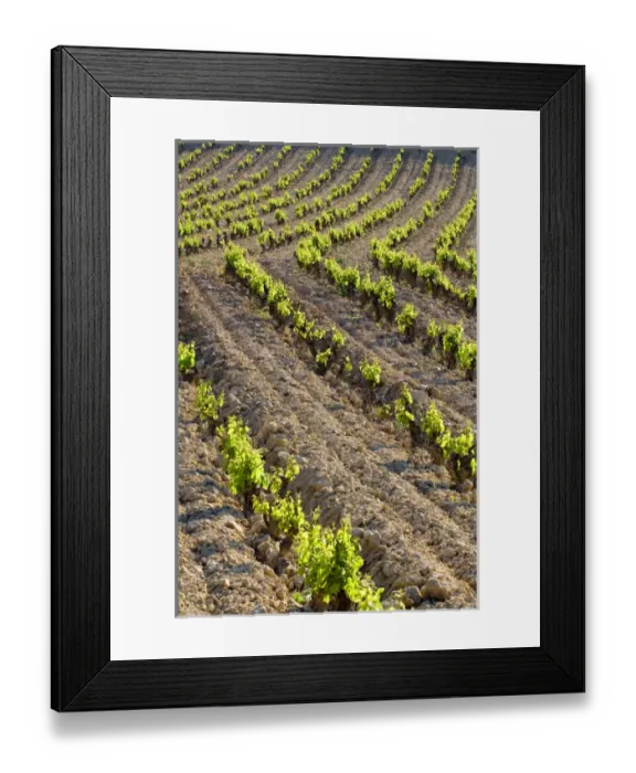 Framed Print : Vineyards along the San Vicente to Banos de Ebro Road in the La Rioja Region of Spain