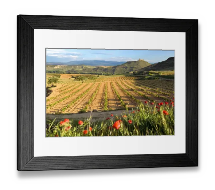 Framed Print : Vineyards along the San Vicente to Banos de Ebro Road in the La Rioja Region of Spain