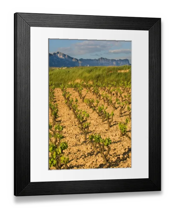 Framed Print : Vineyards along the San Vicente to Banos de Ebro Road in the La Rioja Region of Spain