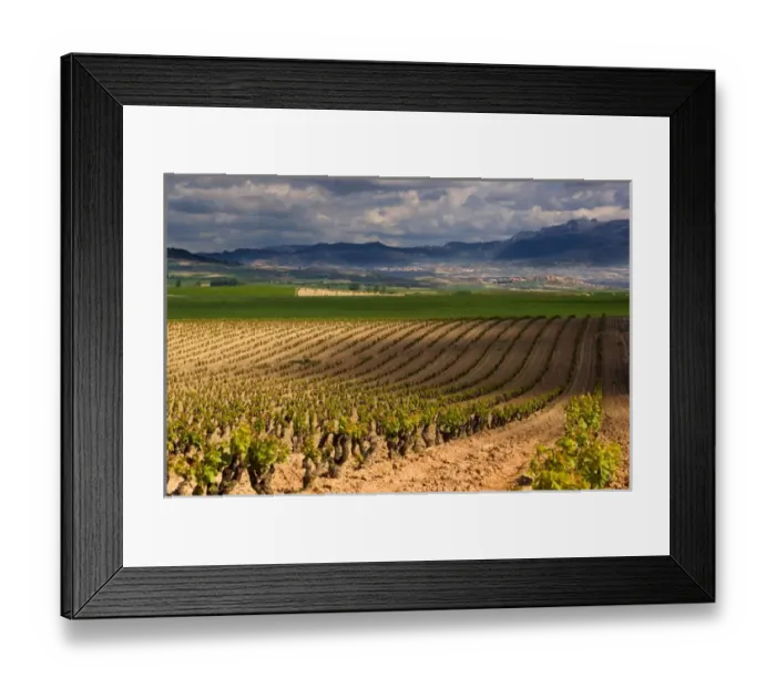 Framed Print : Spring time vineyards roll to the distant village of Briones and mountains in Framed Print : Spring time vineyards roll to the distant village of Briones and mountains in