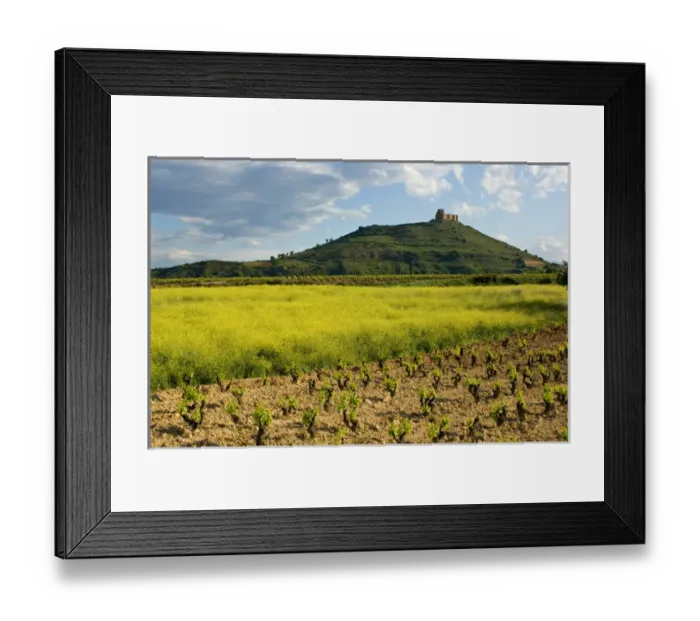 Framed Print : Vineyards along the San Vicente to Banos de Ebro Road in the La Rioja Region of Spain