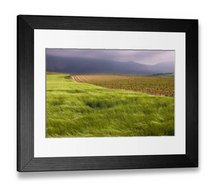 Framed Print : Wind blowing across a green wheat field next to a vineyard with the Sierra Cantabria Framed Print : Wind blowing across a green wheat field next to a vineyard with the Sierra Cantabria