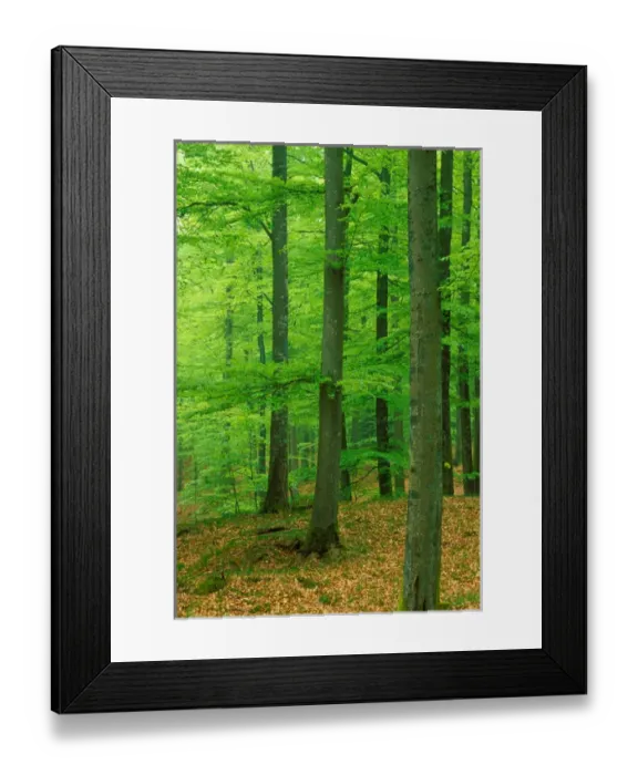 Framed Print : Sweden. Beech (Fagus sylvatica) Forest Framed Print : Sweden. Beech (Fagus sylvatica) Forest