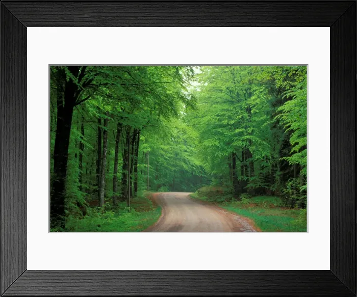 Framed Print : Sweden, Skane. Beech (Fagus sylvatica) Forest Framed Print : Sweden, Skane. Beech (Fagus sylvatica) Forest