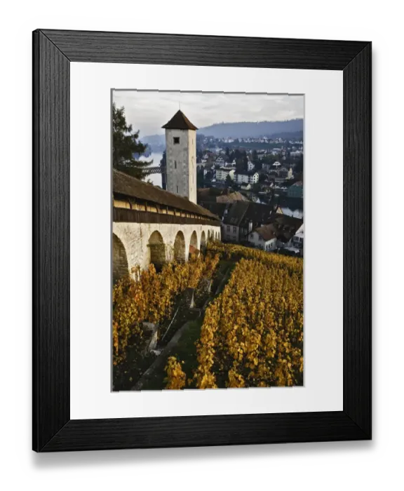 Framed Print : Vineyard and Rhein River from Munot Castle, Schaffhausen, Switzerland