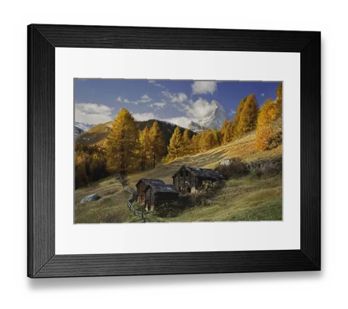 Framed Print : Matterhorn framed by autumn Larch trees, (Larix decidua) Zermatt, Switzerland Framed Print : Matterhorn framed by autumn Larch trees, (Larix decidua) Zermatt, Switzerland