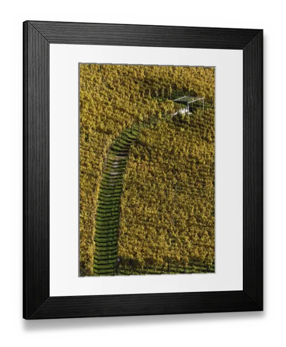 Framed Print : Pathway through vineyard, Interlaken, Switzerland Framed Print : Pathway through vineyard, Interlaken, Switzerland