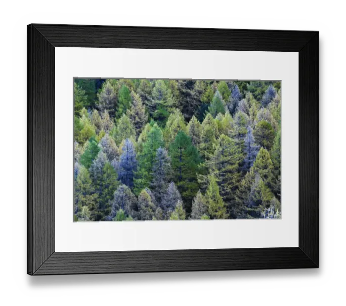 Framed Print : European Larch (Larix decidua) in autumn colors, Zermatt, Switzerland Framed Print : European Larch (Larix decidua) in autumn colors, Zermatt, Switzerland