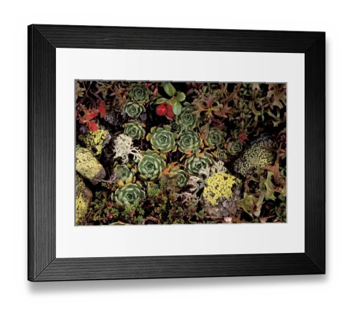 Framed Print : EU, Switzerland, Averserrhein Valley Forest floor flora Framed Print : EU, Switzerland, Averserrhein Valley Forest floor flora
