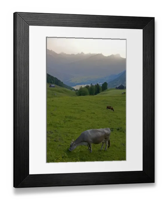 Framed Print : Cattle graze on a hillside at Amden, Switzerland. switzerland, swiss, europe