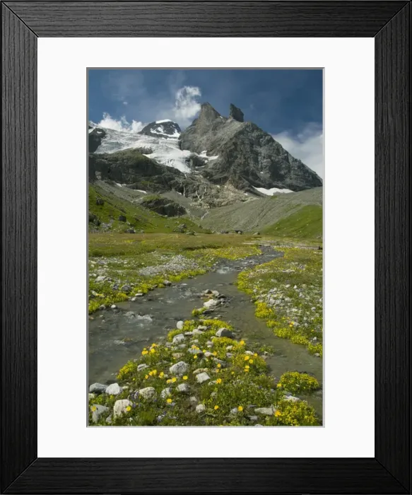 Framed Print : Alpine meadow below Tschingelhorn, 3562 meters, upper Lauterbrunnen Valley, Bernese Alps