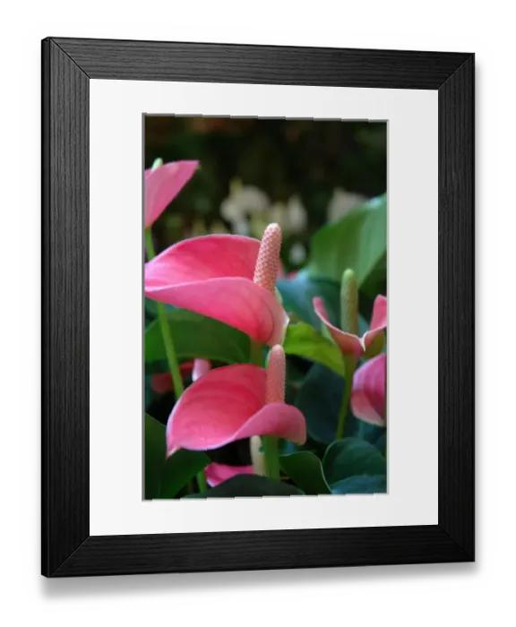 Framed Print : 05. Switzerland, Lugano, Lake Lugano, pink Calla lily in flower shop
