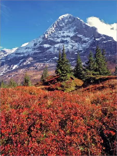 Europe, Switzerland, Eiger. Vibrant red foliage colors the trail below the Eiger