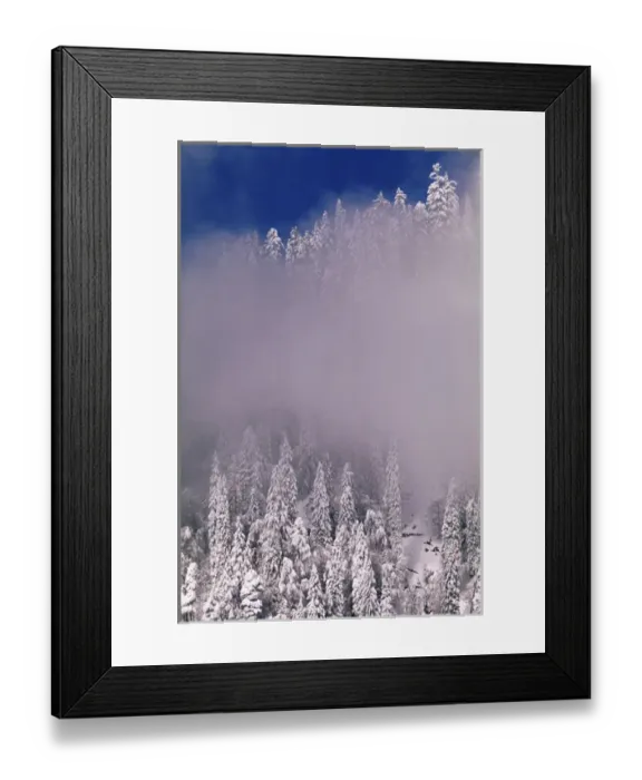 Framed Print : Snow covered Spruce trees, Switzerland, December 1996 Framed Print : Snow covered Spruce trees, Switzerland, December 1996