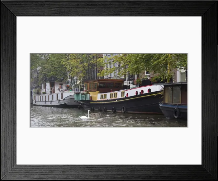 Framed Print : Colorful houseboast with a white swan swimming near Framed Print : Colorful houseboast with a white swan swimming near