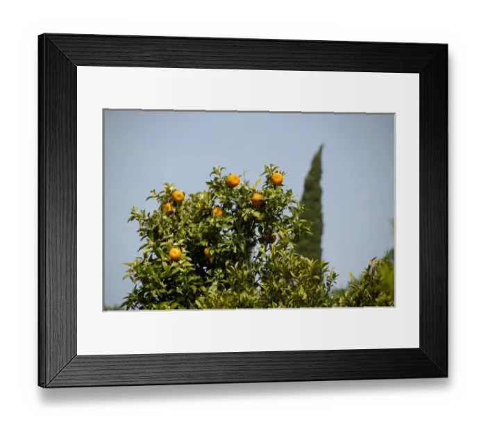 Framed Print : Europe, Croatia. Fertile Konavle Valley, Croatian countryside. Orange tree with typical Framed Print : Europe, Croatia. Fertile Konavle Valley, Croatian countryside. Orange tree with typical
