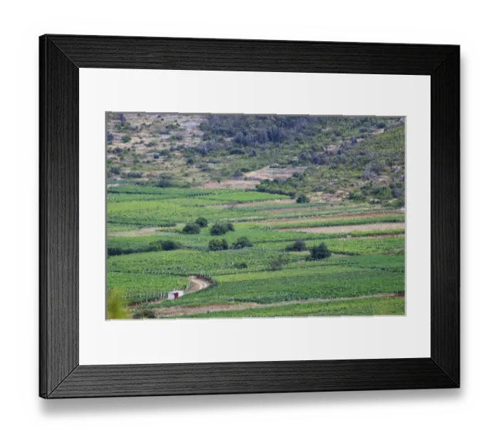 Framed Print : View over Smokvica vineyards on Korcula from the Toreta Winery Toreta Vinarija Winery Framed Print : View over Smokvica vineyards on Korcula from the Toreta Winery Toreta Vinarija Winery