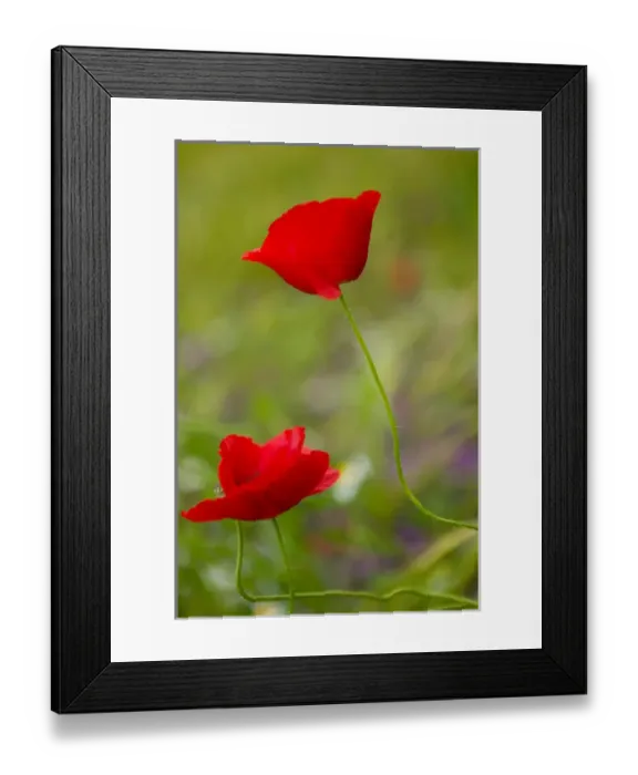Framed Print : poppy flowers, istria, croatia, eastern europe. balkan, europe
