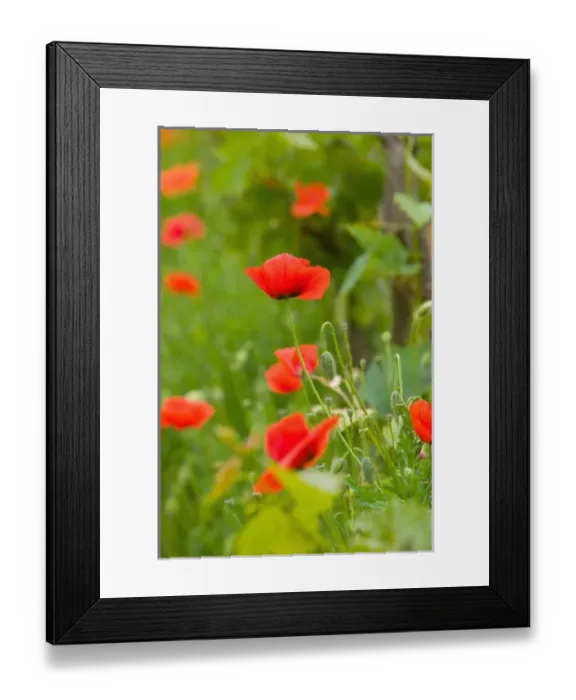 Framed Print : poppy field, krk, croatia, eastern europe. balkan, europe