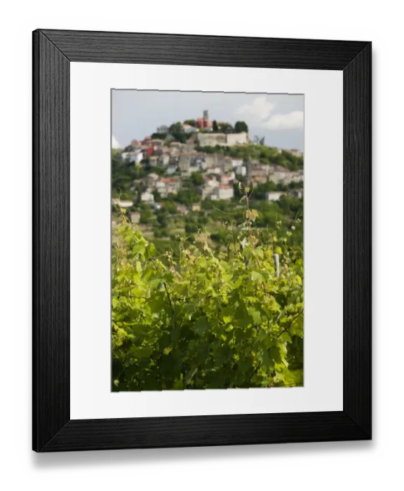 Framed Print : CROATIA, Istria, MOTOVUN. Hill Town View through Vineyard Framed Print : CROATIA, Istria, MOTOVUN. Hill Town View through Vineyard