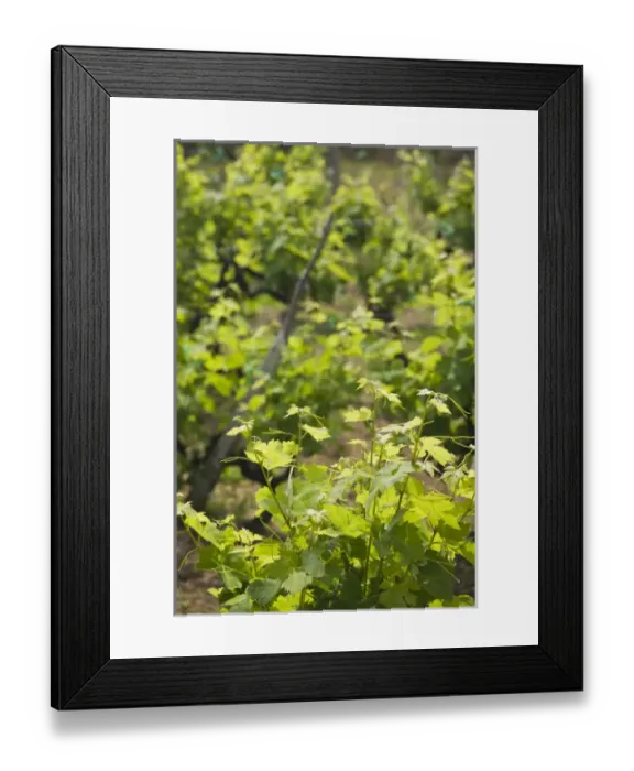 Framed Print : CROATIA, Southern Dalmatia, PLOCICE. Vineyard by the Montenegro border