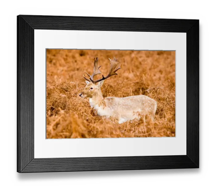 Framed Print : Europe; United Kingdom; England; London; Richmond Park Red Deer Framed Print : Europe; United Kingdom; England; London; Richmond Park Red Deer