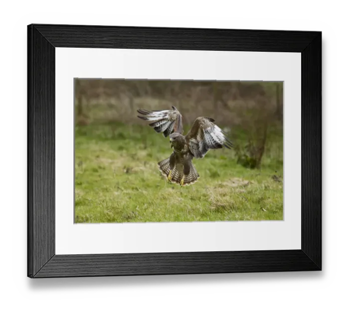 Framed Print : UK. Common Buzzard (Buteo buteo) coming in to land after spotting a worm Framed Print : UK. Common Buzzard (Buteo buteo) coming in to land after spotting a worm