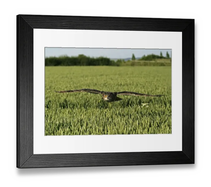 Framed Print : UK, Gloucestershire. Eagle Owl flying over field of barley Framed Print : UK, Gloucestershire. Eagle Owl flying over field of barley