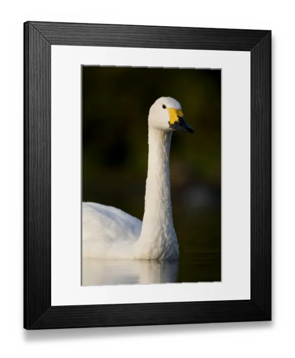 Framed Print : Bewicks Swan (Cygnus columbianus) portrait. UK Framed Print : Bewicks Swan (Cygnus columbianus) portrait. UK