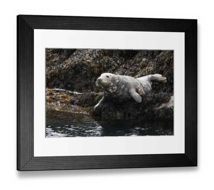 Framed Print : UK. Grey Seal on seaweed covered rocks Framed Print : UK. Grey Seal on seaweed covered rocks