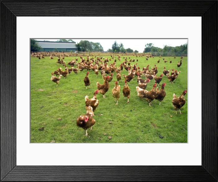 Framed Print : Free Range Hens on Organic Farm