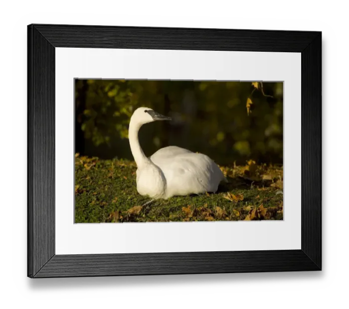 Framed Print : USA. Trumpeter Swan in the Fall