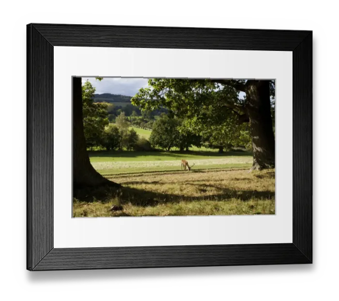 Framed Print : Red Deer (Cervus elephas) under oak tree in the British Countryside