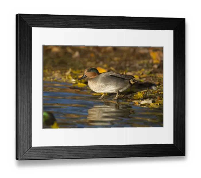 Framed Print : Common Teal (Anas crecca) at Pond in Autumn fall. UK Framed Print : Common Teal (Anas crecca) at Pond in Autumn fall. UK