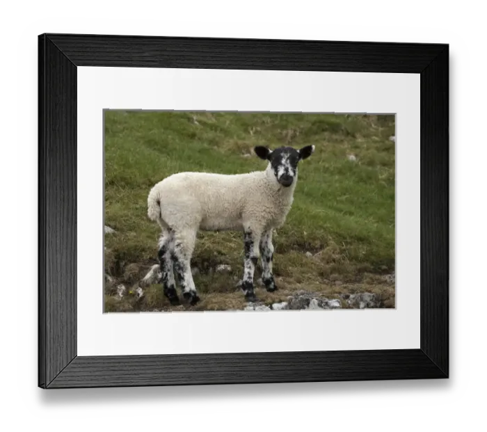 Framed Print : Lamb near Malham, Yorkshire Dales, North Yorkshire, England, United Kingdom Framed Print : Lamb near Malham, Yorkshire Dales, North Yorkshire, England, United Kingdom