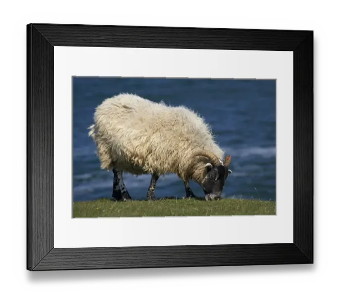Framed Print : Sheep, Northumberland, England, United Kingdom Framed Print : Sheep, Northumberland, England, United Kingdom